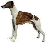 Autocollant whippet entier