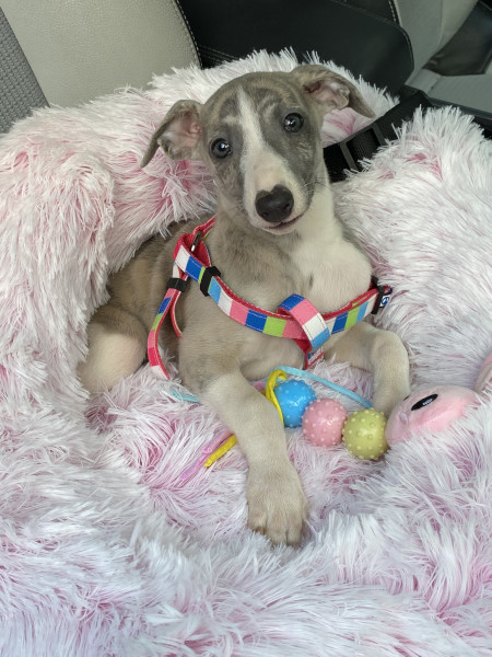 whippet et accessoires