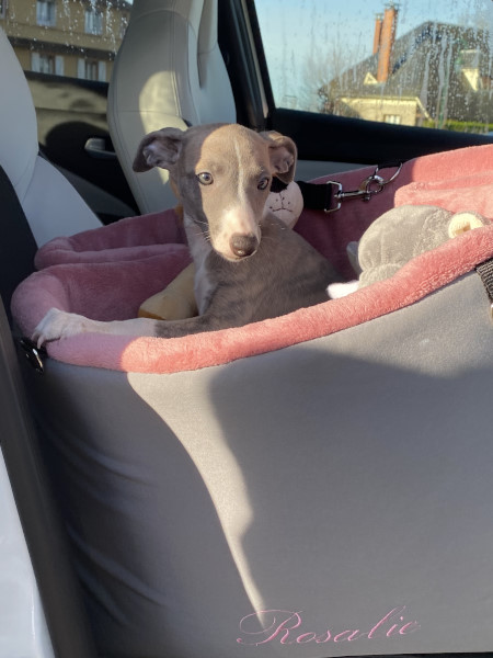 whippet et accessoires
