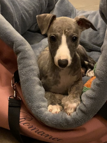 whippet et accessoires