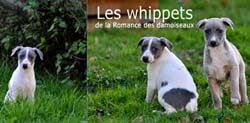 "Les chouchous du photographe" 2011  PHOTOS - THIERRY GAUZARGUES