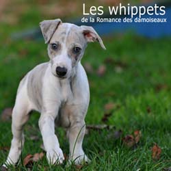"Les chouchous du photographe" 2011  PHOTOS - THIERRY GAUZARGUES