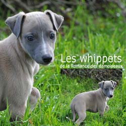 "Les chouchous du photographe" 2011  PHOTOS - THIERRY GAUZARGUES