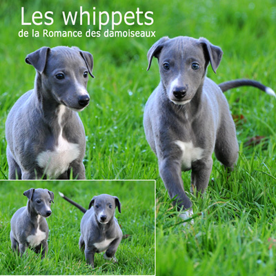 "Les chouchous du photographe" �2011  PHOTOS - THIERRY GAUZARGUES