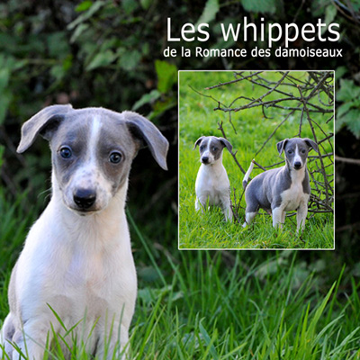 "Les chouchous du photographe" 2011  PHOTOS - THIERRY GAUZARGUES