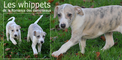"Les chouchous du photographe" �2011  PHOTOS - THIERRY GAUZARGUES