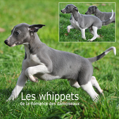 "Les chouchous du photographe" 2011  PHOTOS - THIERRY GAUZARGUES