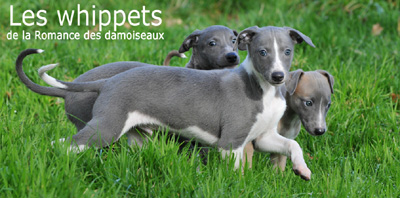 "Les chouchous du photographe" 2011  PHOTOS - THIERRY GAUZARGUES