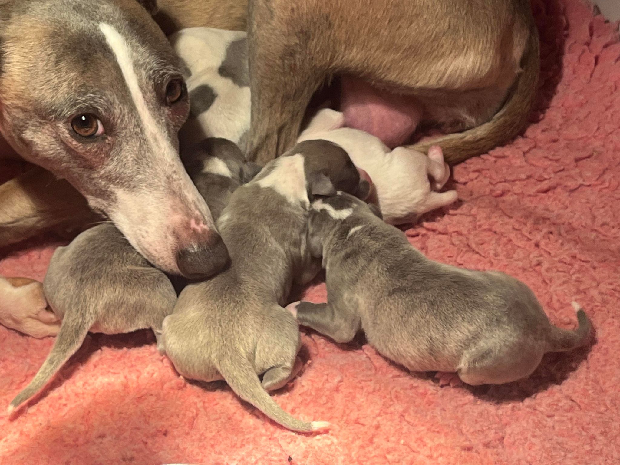 Joli Bébés Whippets LOF Disponibles