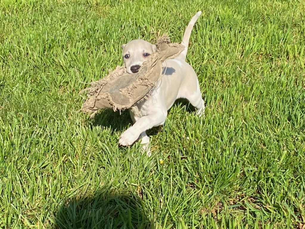 Joli Chiots Whippets Disponibles Joueur