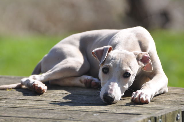 Levrier Whippet Disponible