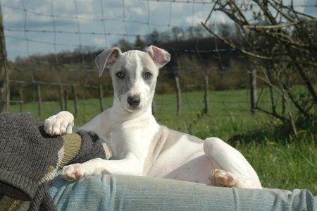 Renseignements sur le whippet