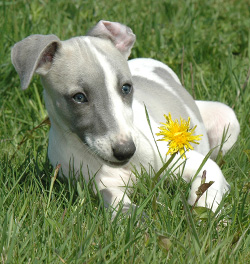 chiot disponible avec une fleur