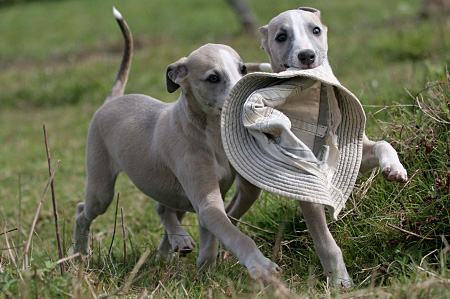 whippet calme et équilibré joue avec un chapeau