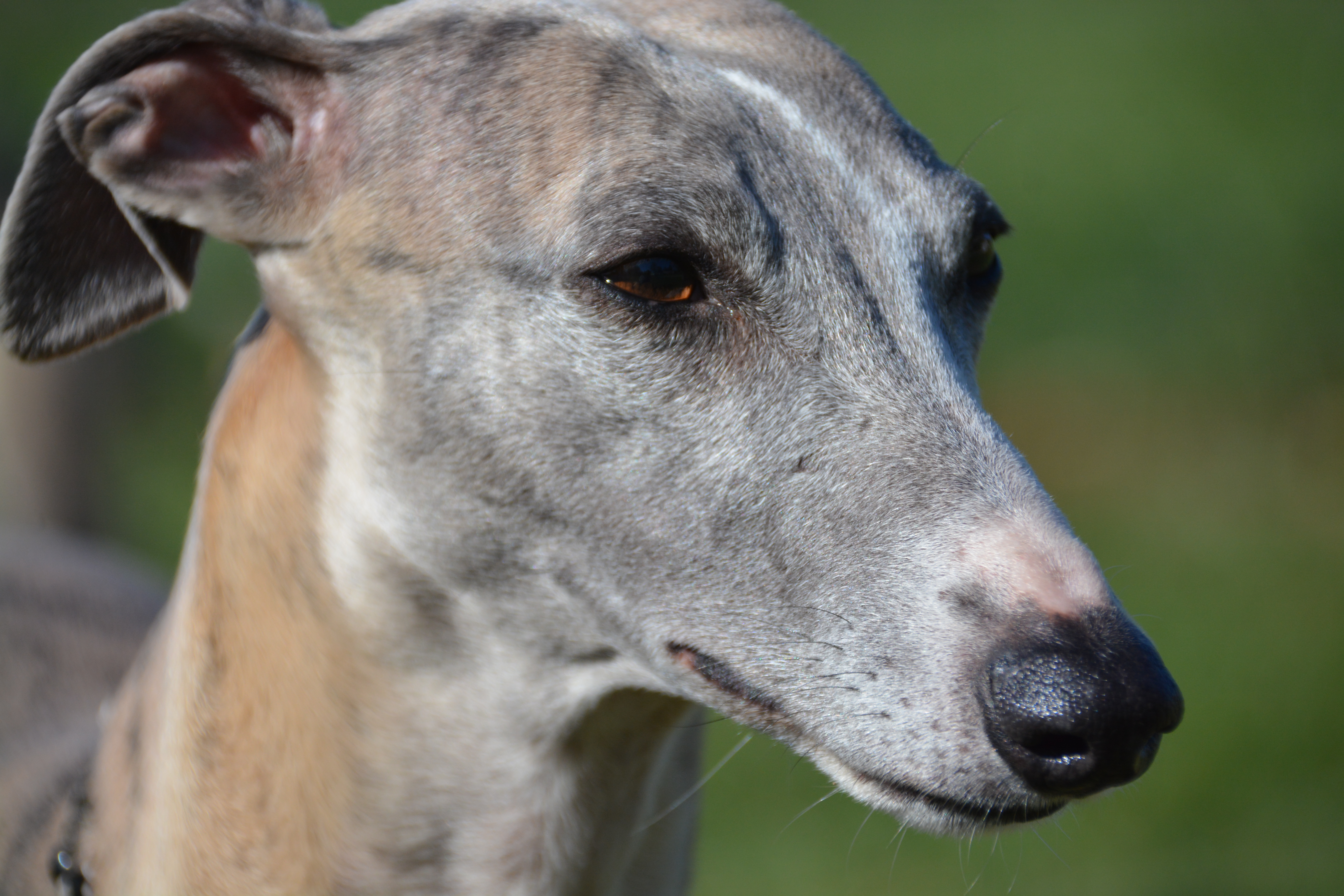La Romance des Damoiseaux - Elevage Whippet