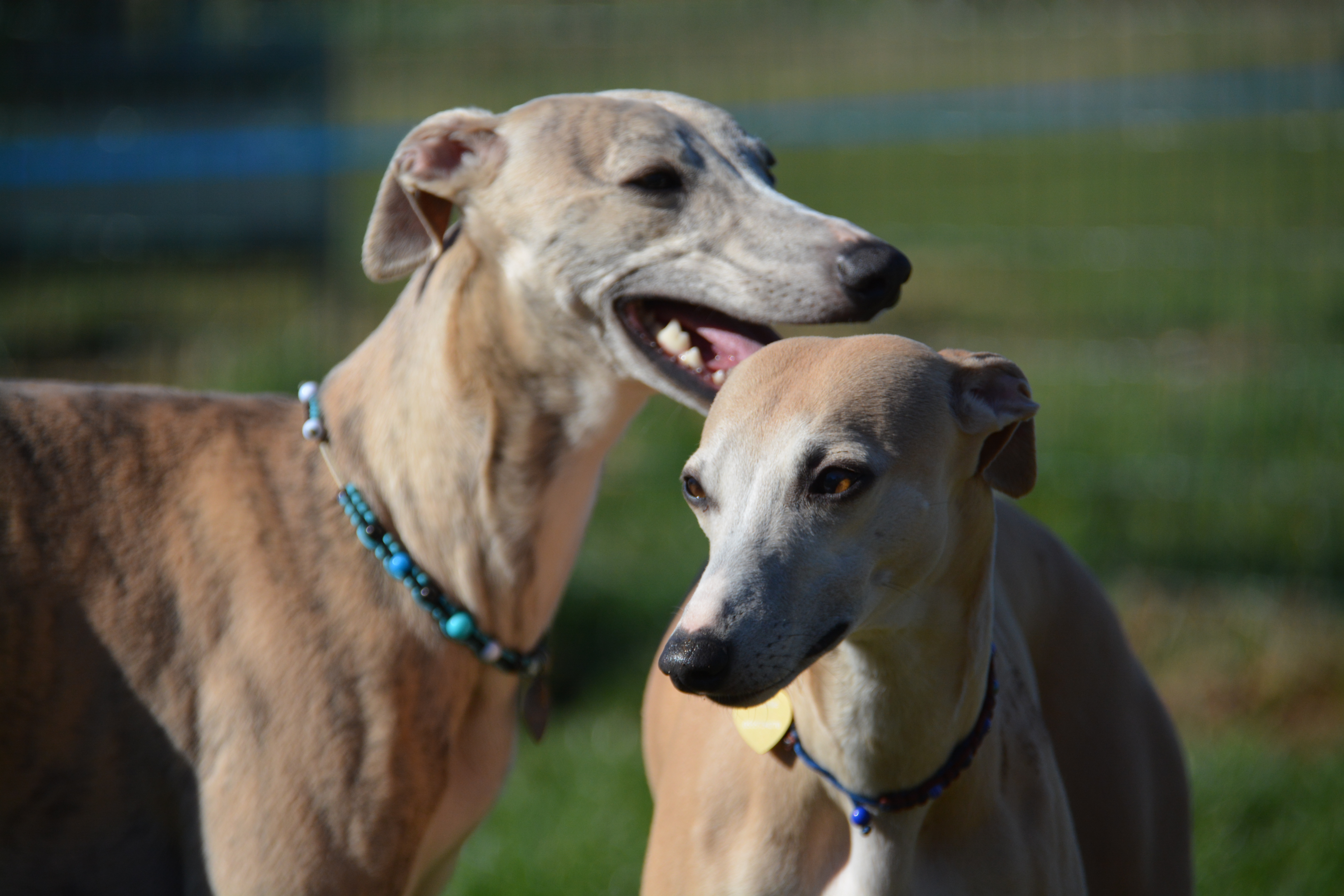 La Romance des Damoiseaux - Elevage Whippet