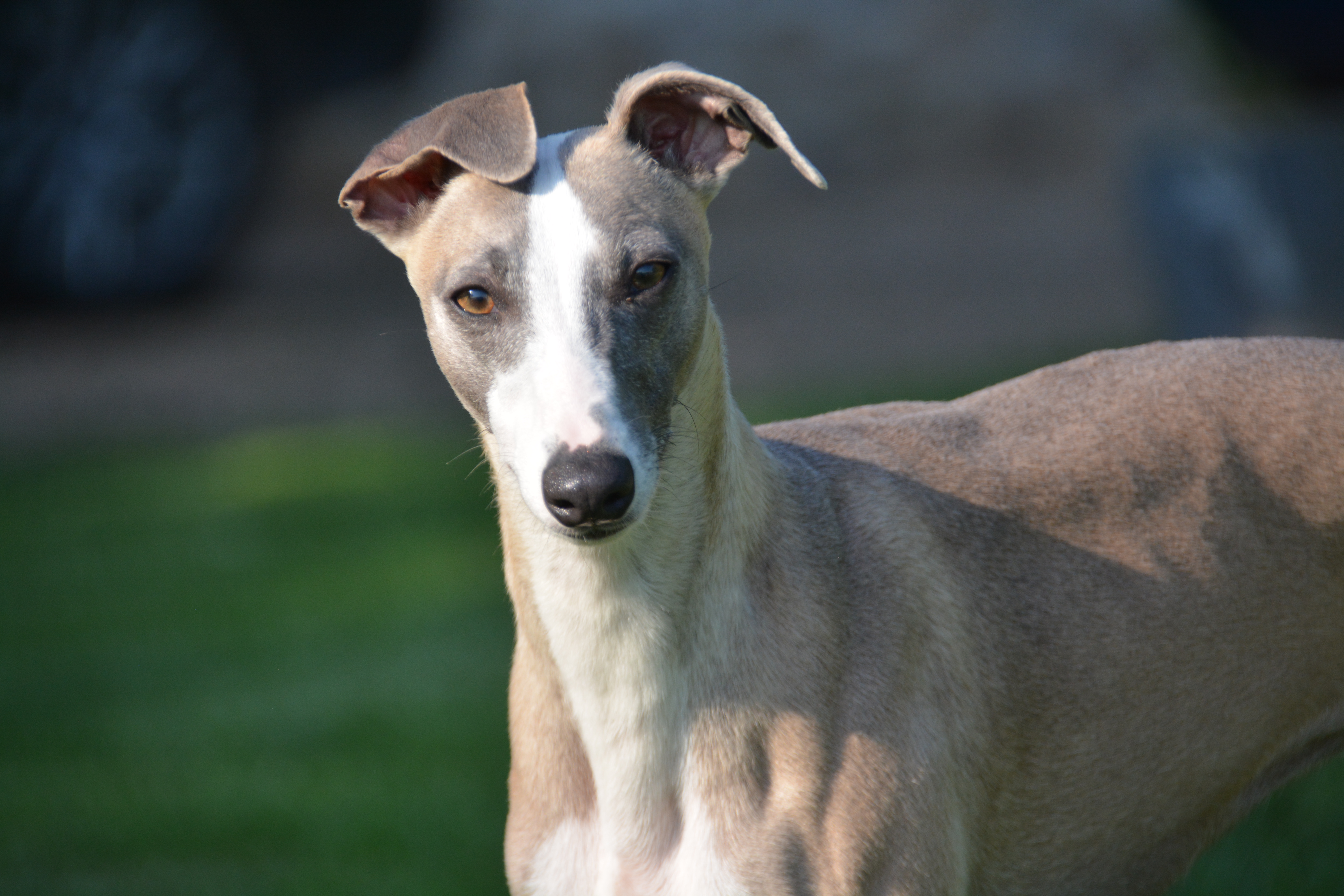 Orthense de la romance des damoiseaux, superbe whippet