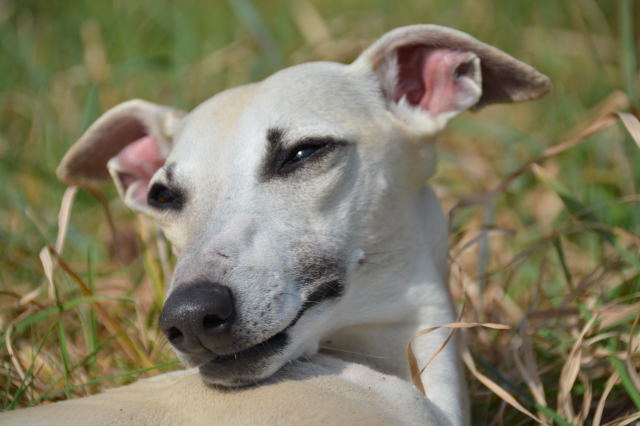 La Romance des Damoiseaux - Elevage Whippet