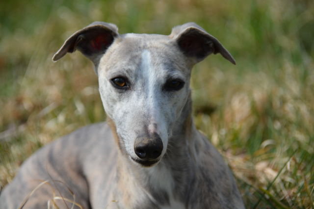 La Romance des Damoiseaux - Elevage Whippet