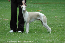 Etalon whippet sable et blanc " Beaux Arts de la Romance des Damoiseaux "