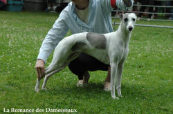 WHIPPET FEMELLE BICOLORE BLEUE " VEA DE LA ROMANCE DES DAMOISEAUX "