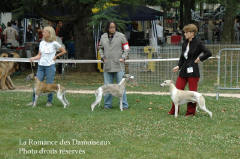 WHIPPET PRESENTE A L EXPOSITION INTERNATIONALE DE BRIVE 2008