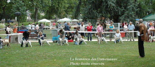 WHIPPET PRESENTE A L EXPOSITION INTERNATIONALE DE BRIVE 2008
