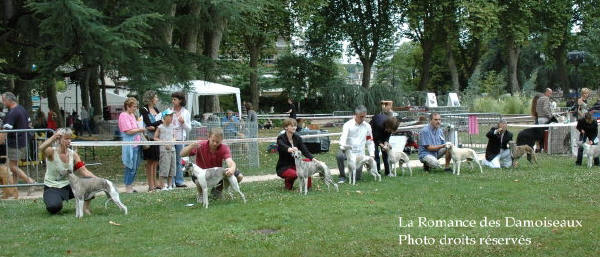 WHIPPET PRESENTE A L EXPOSITION INTERNATIONALE DE BRIVE 2008