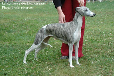 WHIPPET PRESENTE A L EXPOSITION INTERNATIONALE DE BRIVE 2008