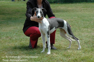 WHIPPET PRESENTE A L EXPOSITION INTERNATIONALE DE BRIVE 2008