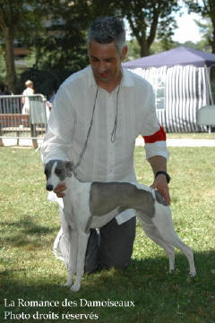 WHIPPET PRESENTE A L EXPOSITION INTERNATIONALE DE BRIVE 2008