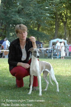 WHIPPET PRESENTE A L EXPOSITION INTERNATIONALE DE BRIVE 2008