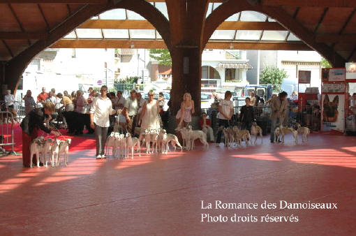 LOT ELEVAGE REPRODUCTION WHIPPET A L EXPOSITION INTERNATIONALE DE BRIVE 2008