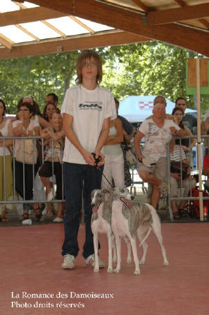 PAIRE WHIPPET A L EXPOSITION INTERNATIONALE DE BRIVE 2008