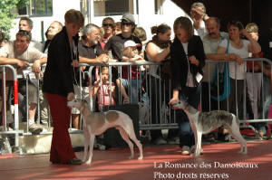 MEILLEURS VETERANS WHIPPET A L EXPOSITION INTERNATIONALE DE BRIVE 2008
