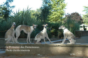 FAMILLE WHIPPET A L EXPOSITION INTERNATIONALE DE BRIVE 2008