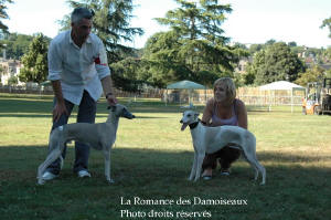 FAMILLE WHIPPET A L EXPOSITION INTERNATIONALE DE BRIVE 2008