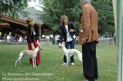 WHIPPET PRESENTE A L EXPOSITION INTERNATIONALE DE BRIVE 2008