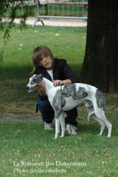 WHIPPET PRESENTE A L EXPOSITION INTERNATIONALE DE BRIVE 2008