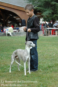 WHIPPET PRESENTE A L EXPOSITION INTERNATIONALE DE BRIVE 2008