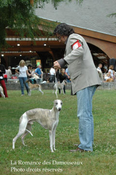 WHIPPET PRESENTE A L EXPOSITION INTERNATIONALE DE BRIVE 2008
