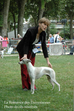 WHIPPET PRESENTE A L EXPOSITION INTERNATIONALE DE BRIVE 2008