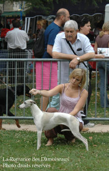 WHIPPET PRESENTE A L EXPOSITION INTERNATIONALE DE BRIVE 2008