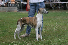 WHIPPET PRESENTE A L EXPOSITION INTERNATIONALE DE BRIVE 2008