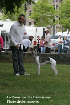 WHIPPET PRESENTE A L EXPOSITION INTERNATIONALE DE BRIVE 2008