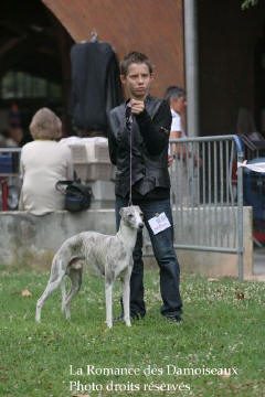 WHIPPET PRESENTE A L EXPOSITION INTERNATIONALE DE BRIVE 2008