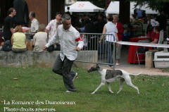 WHIPPET PRESENTE A L EXPOSITION INTERNATIONALE DE BRIVE 2008