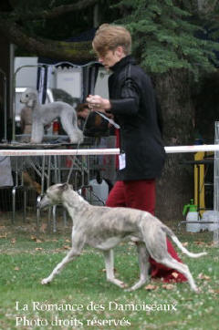 WHIPPET PRESENTE A L EXPOSITION INTERNATIONALE DE BRIVE 2008
