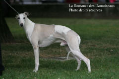 WHIPPET PRESENTE A L EXPOSITION INTERNATIONALE DE BRIVE 2008