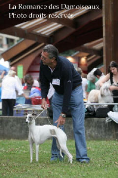 WHIPPET PRESENTE A L EXPOSITION INTERNATIONALE DE BRIVE 2008